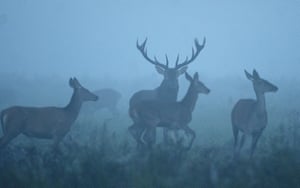 Naliboksky, Bielo-Rússia. Veados são vistos na reserva natural de 86.892 hectares