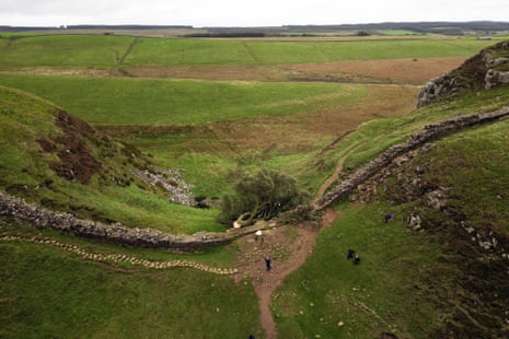 The felled Sycamore Gap tree, on Hadrian’s Wall in Northumberland.