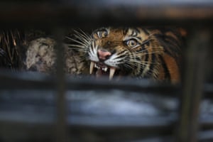 Um tigre de Sumatra (Panthera tigris sumatrae) após ser capturado por oficiais na vila de Palembayan, distrito de Agam, província de West Sumatra, Indonésia.