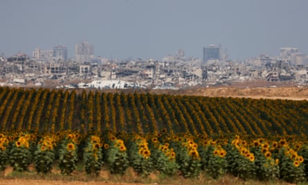 Rows of sunflowers in a field, with the ruins of Gaza in the background