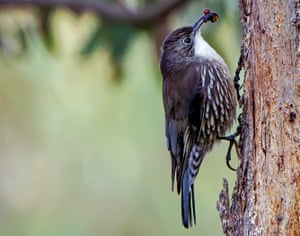 White Throated Tree Creeper (Cormobates leucophaea) eating on the side of a tree