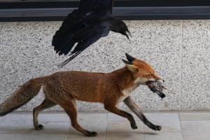 Um corvo persegue uma raposa com uma carcaça de pássaro na boca