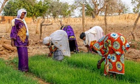 Members of a cooperative at work in a vegetable garden, Ouahigouya, Burkina Faso, West Africa.