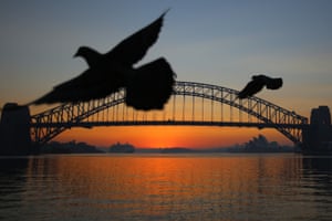 Pigeons are seen as the sun rises behind the Sydney Harbour Bridge