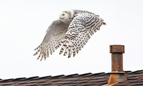 The snowy owl ‘so far appears to be normal and doing normal snowy owl behavior’.