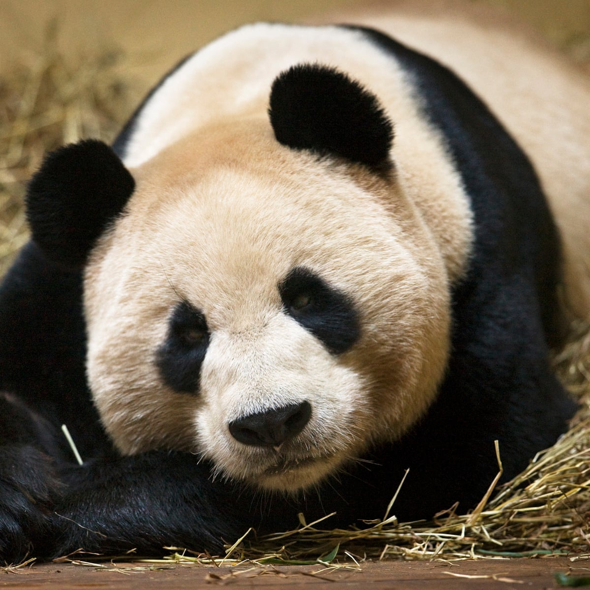 Everything You Always Wanted To Know About Panda Sex But Were Afraid To Ask Giant Pandas The Guardian Everything You Always Wanted To Know About Panda Sex But Were Afraid To Ask Giant Pandas The Guardian