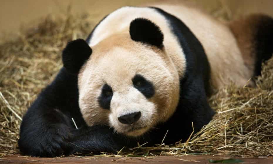 Edinburgh zoo’s male giant panda, Yang Guang