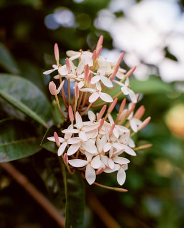 Photograph of a white tropical flower in Grenada by film-maker and artist Steve McQueen