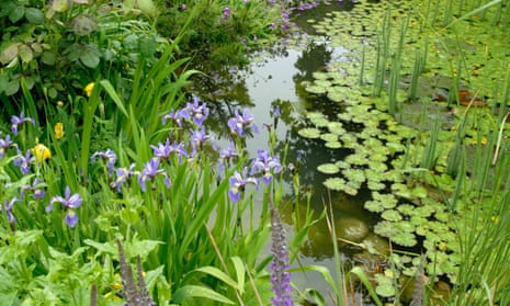 A pond at Barnsdale Gardens in Rutland.