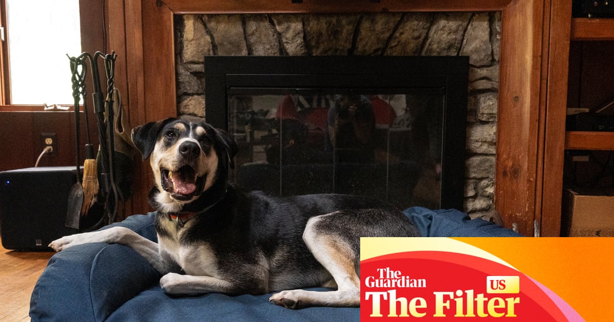 My pup Koopa and I put 15 dog beds to the test – these are ones that survived