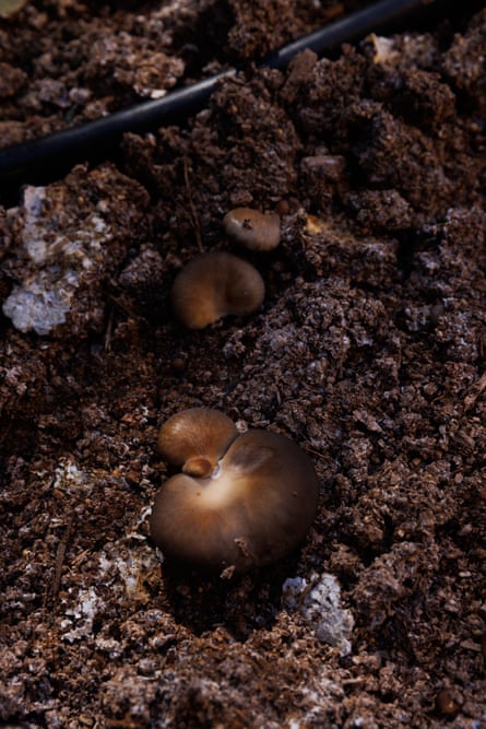 mushrooms growing from ground