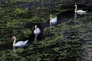 Swans make their way along the Landwehr Canal covered with fresh algae in Berlin’s Kreuzberg district, Germany