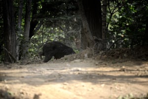 An injured bear crosses the road after Cal Fire firefighters attempted to herd it away from the active fire and into the woods in Jerseydale, California, US