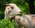 A goat chewing grass