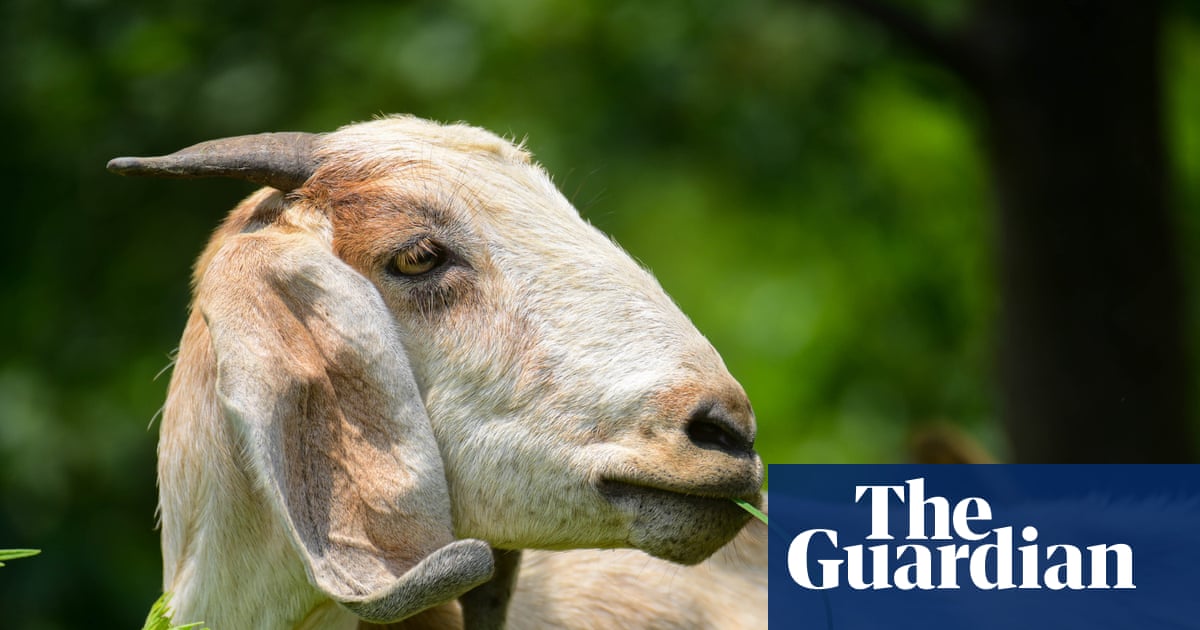 Goats can find food by following a human voice, study finds