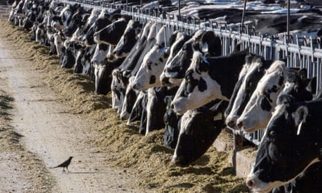 cows sticking heads through barrier