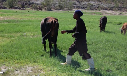 Hopolang Staka herds cattle in Mafeteng, February 2016.