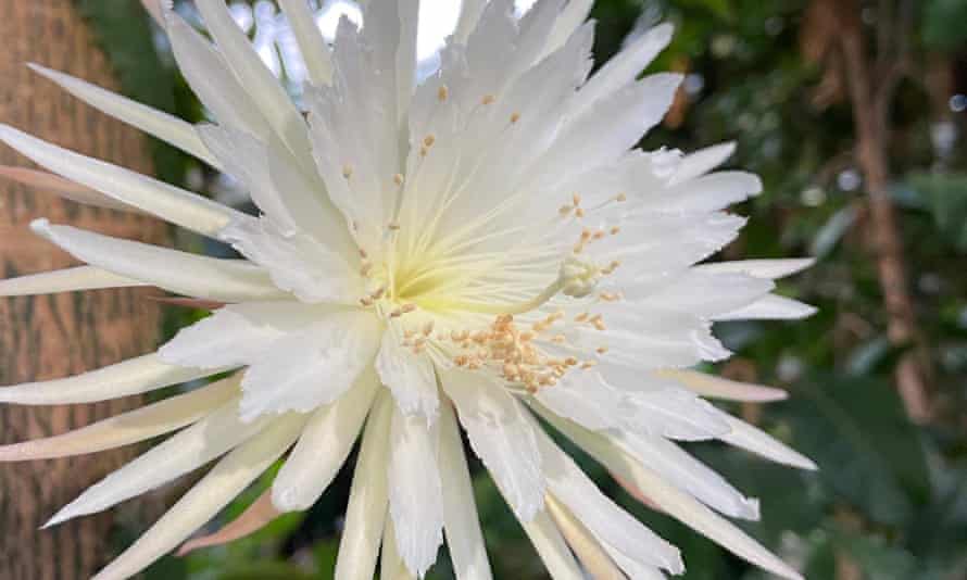 The Moonflower actually bloomed earlier on Saturday afternoon at around 3pm, and the garden said it was 28cm long. Picture date: Saturday February 20, 2021. PA Photo. See PA story ENVIRONMENT Cactus. Photo credit should read: Cambridge University Botanic Garden/PA Wire NOTE TO EDITORS: This handout photo may only be used in for editorial reporting purposes for the contemporaneous illustration of events, things or the people in the image or facts mentioned in the caption. Reuse of the picture may require further permission from the copyright holder.