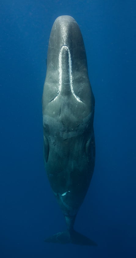 A sperm whale seen from above