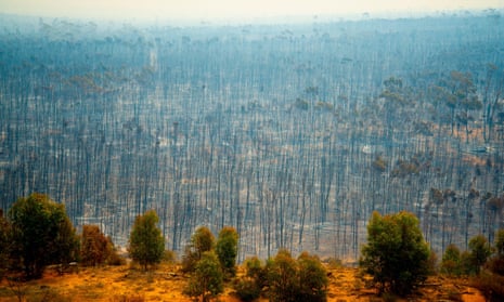 View of thousands of blackened and burnt trees and smoky sky