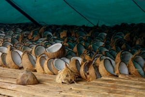 Global demand for coconut milk has led to deforestation and exploitation of workers.