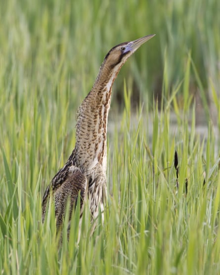 A bittern craning its neck in a reedbed