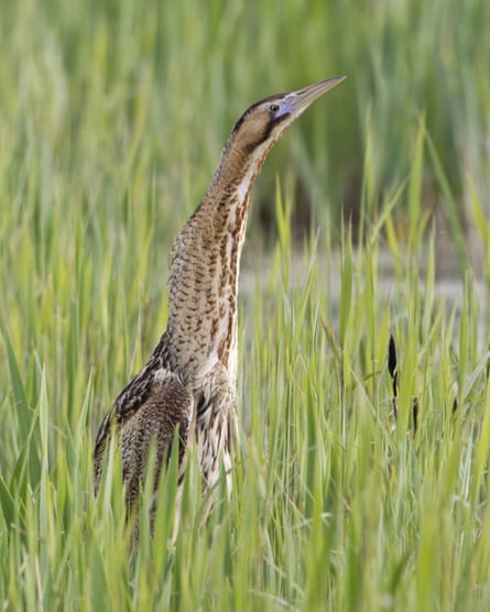 A game-changer': the 9,000 acre project reclaiming the Fens for nature, Conservation
