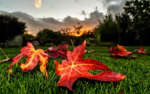 Autumn leaves from a sweetgum tree lie on the grass in Godewaersvelde, France