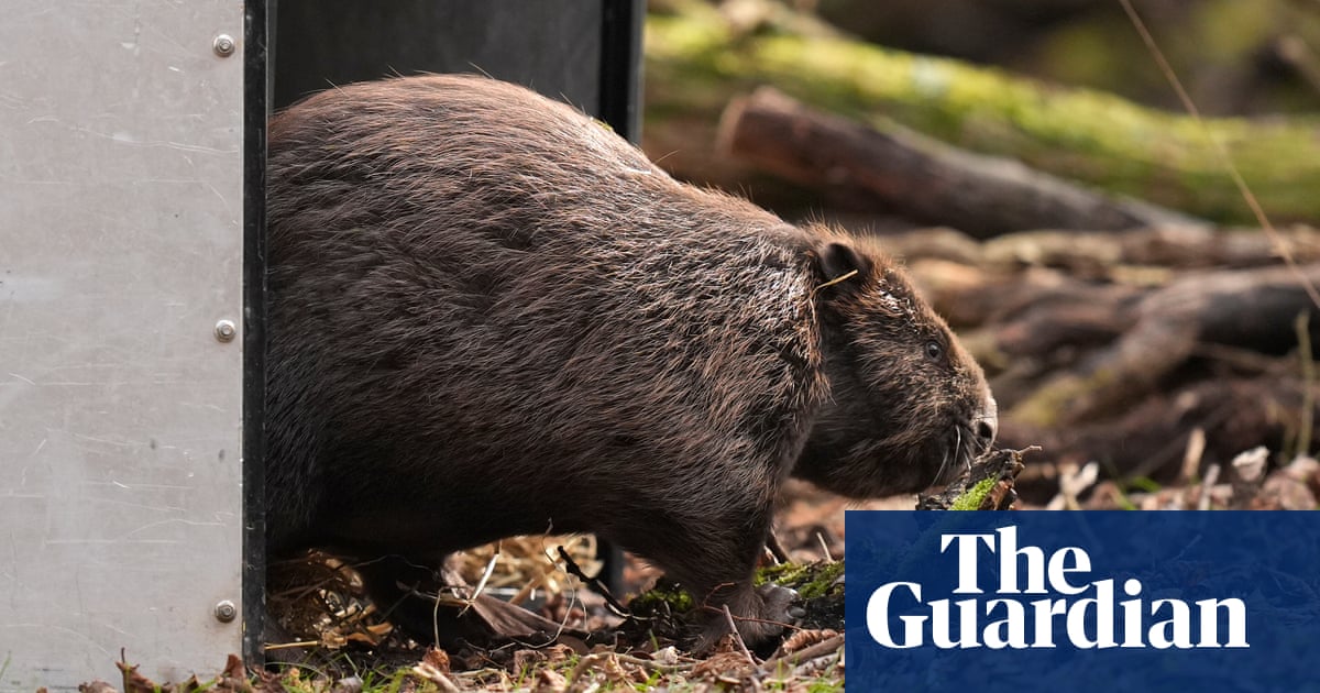 Why are beavers being released into England’s rivers? What you need to know | Animals Why are beavers being released into England’s rivers? What you need to know | Animals