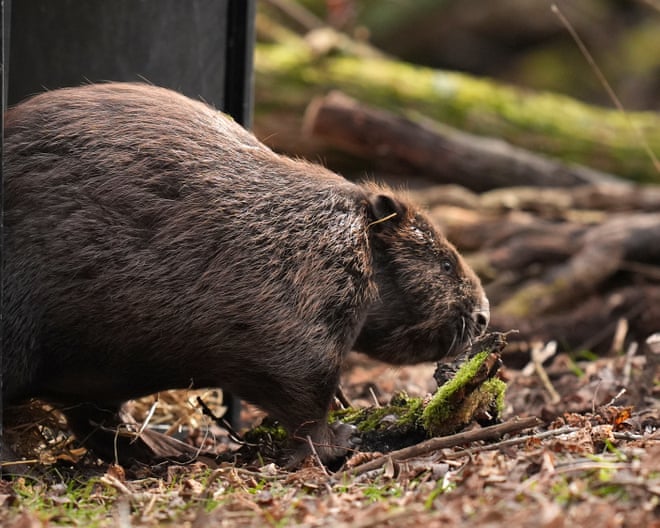 Scheme to release beavers into wild in England has stalled, say nature experts Scheme to release beavers into wild in England has stalled, say nature experts