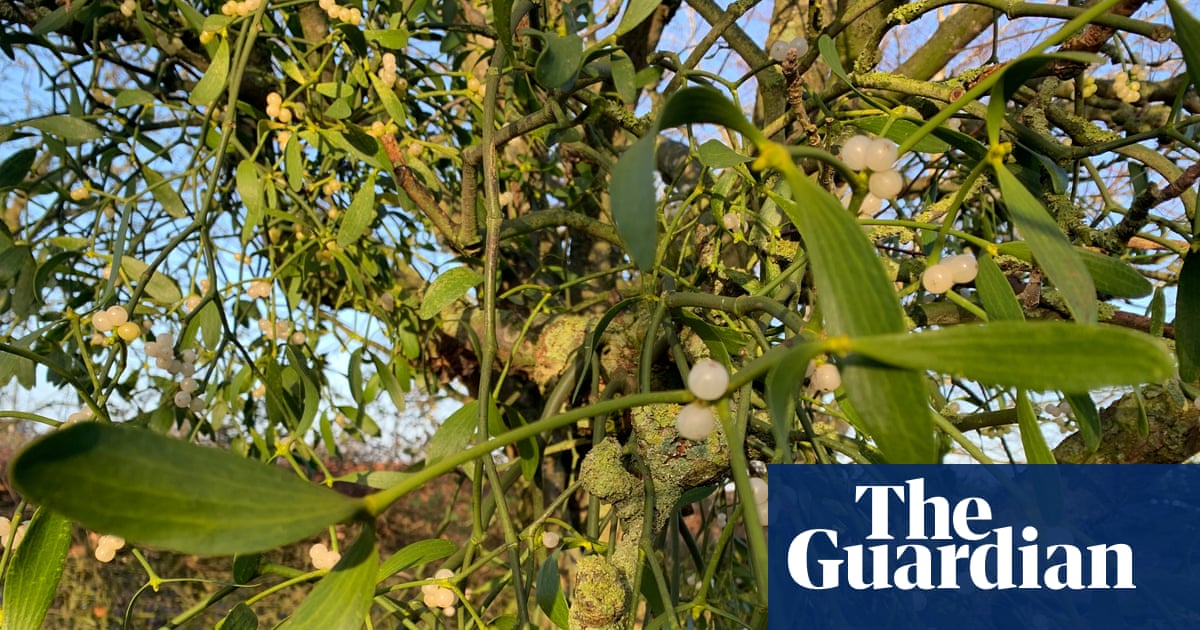 Mistletoe Is a Parasite—So Why Do We Love It Like It’s a Christmas Saint?