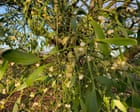 Country diary: There’s more to mistletoe than Christmas kisses | Kate Blincoe
