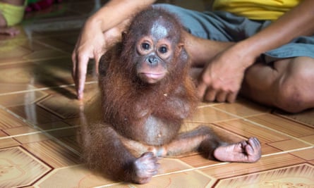 rescued baby orangutan