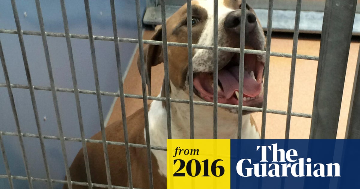 Pit bull kills newborn baby in bed | US news | The Guardian Pit bull kills newborn baby in bed | US news | The Guardian