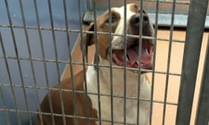 American Staffordshire terrier-Great Dane
