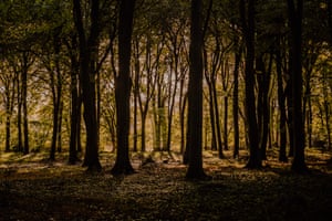 A forest in Fordingbridge, Hampshire, near Cosmo Sheldrake's studio.