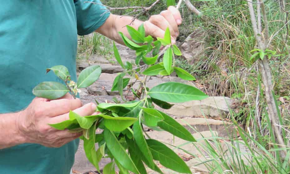 Native guava in Australia is now almost extinct because of invasive disease.