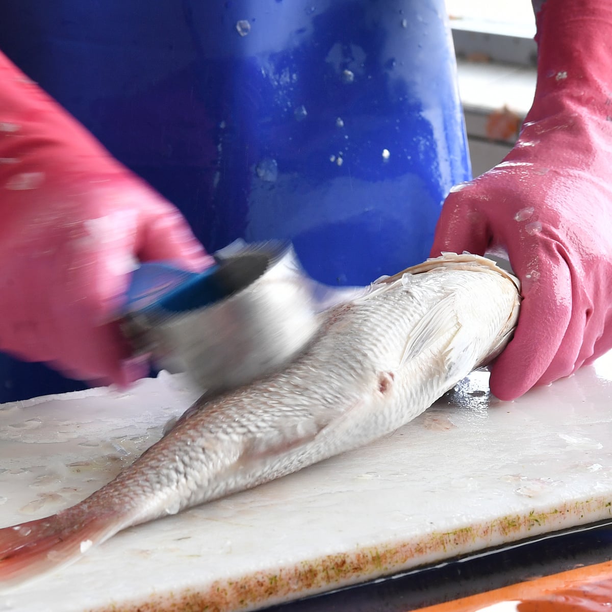 Endangered Australian Fish Being Sold In Shops And Restaurants Endangered Species The Guardian Endangered Australian Fish Being Sold In Shops And Restaurants Endangered Species The Guardian