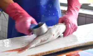 Workers prepare fish. Some endangered fish species caught in Australian waters are being sold in shop and fish markets.