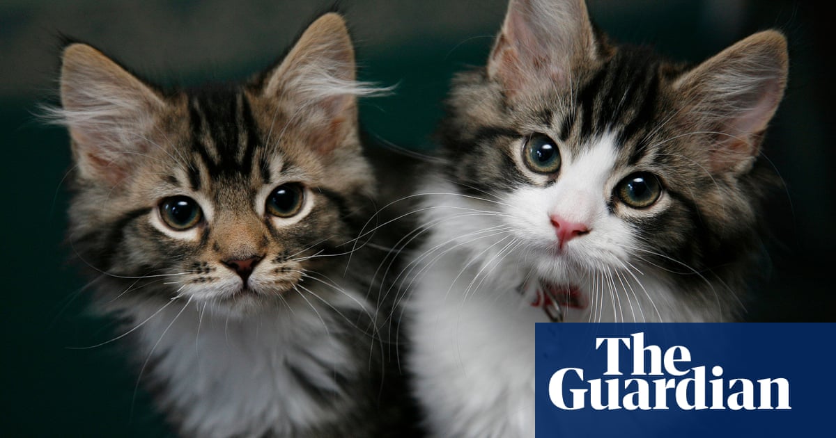 Cat owners asked to share pets' quirks for genetic study