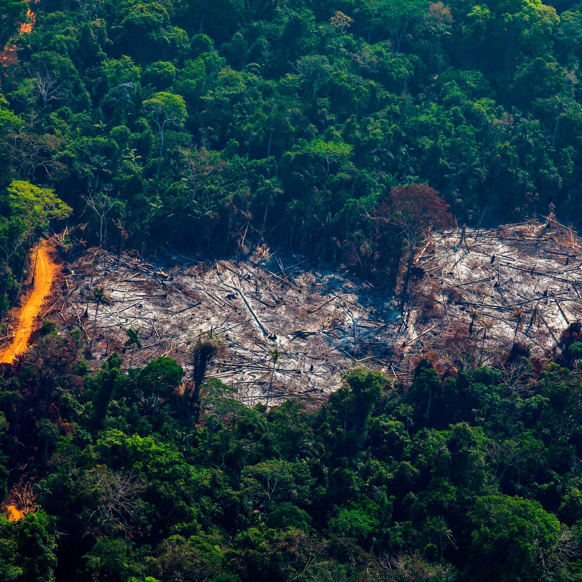 World Losing Area Of Forest The Size Of The Uk Each Year Report Finds Deforestation The Guardian World Losing Area Of Forest The Size Of The Uk Each Year Report Finds Deforestation The Guardian