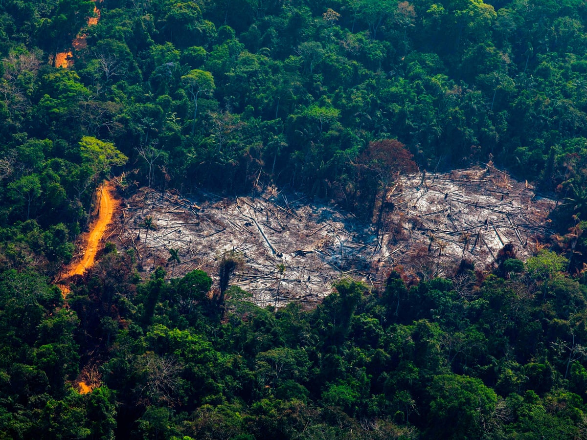 Effects Of Deforestation In Africa