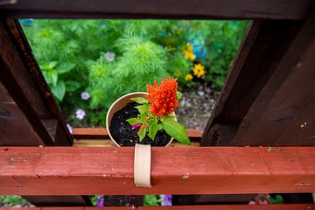 a flower in a red pot