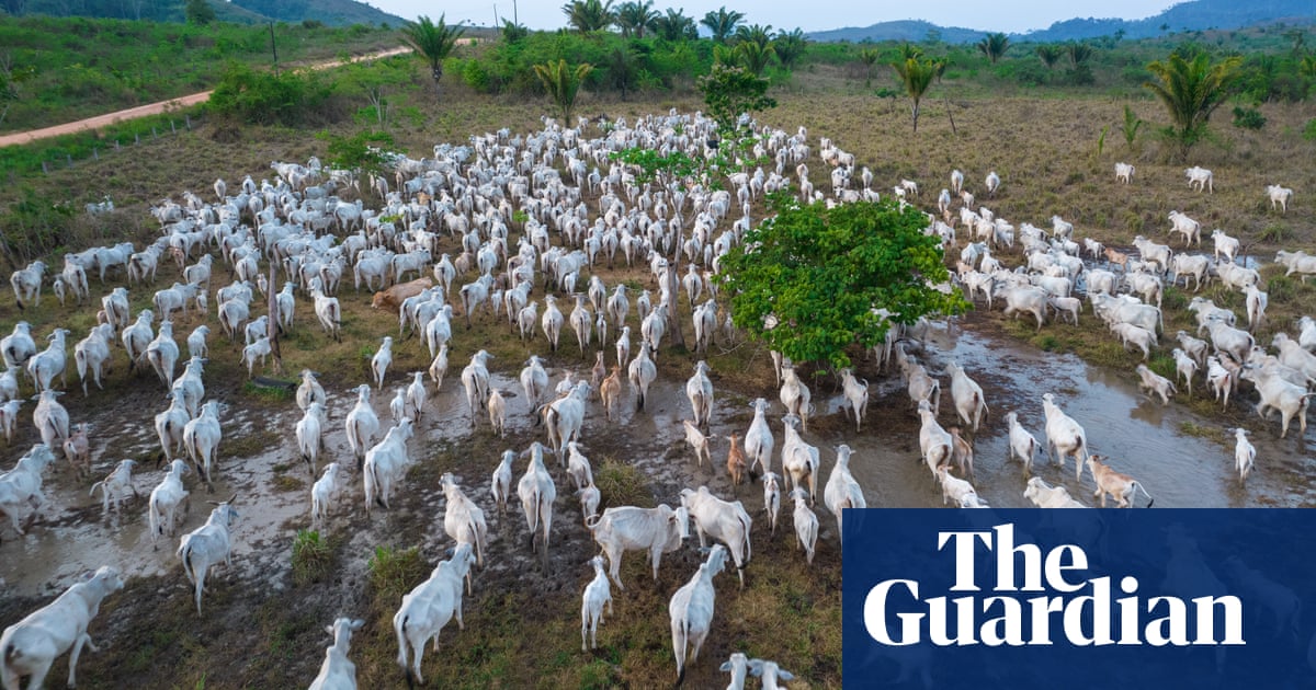 More than 800m Amazon trees felled in six years to meet beef demand
