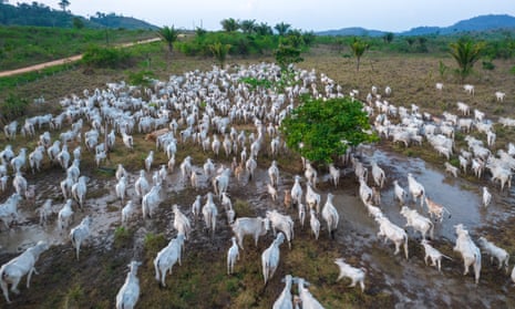 Cattle on a farm in São Félix do Xingu, Pará state, Brazil