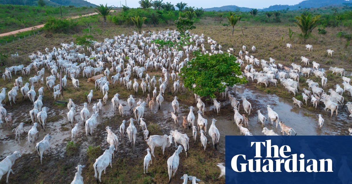 Revealed: world's largest meat company may break Amazon deforestation pledges again