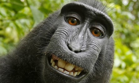 A macaque monkey appears to smile at the camera