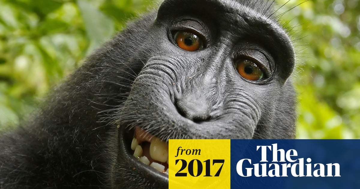 Monkey selfie: warring parties reach settlement over court case