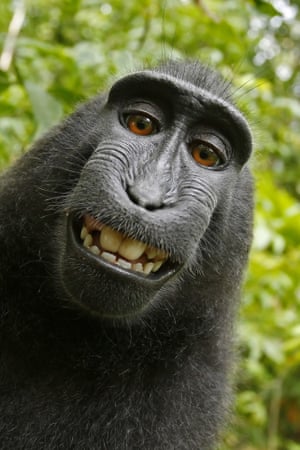 A monkey selfie.