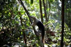 An anteater is released in the Amazon forest after receiving veterinary treatment in Rondonia state, Brazil